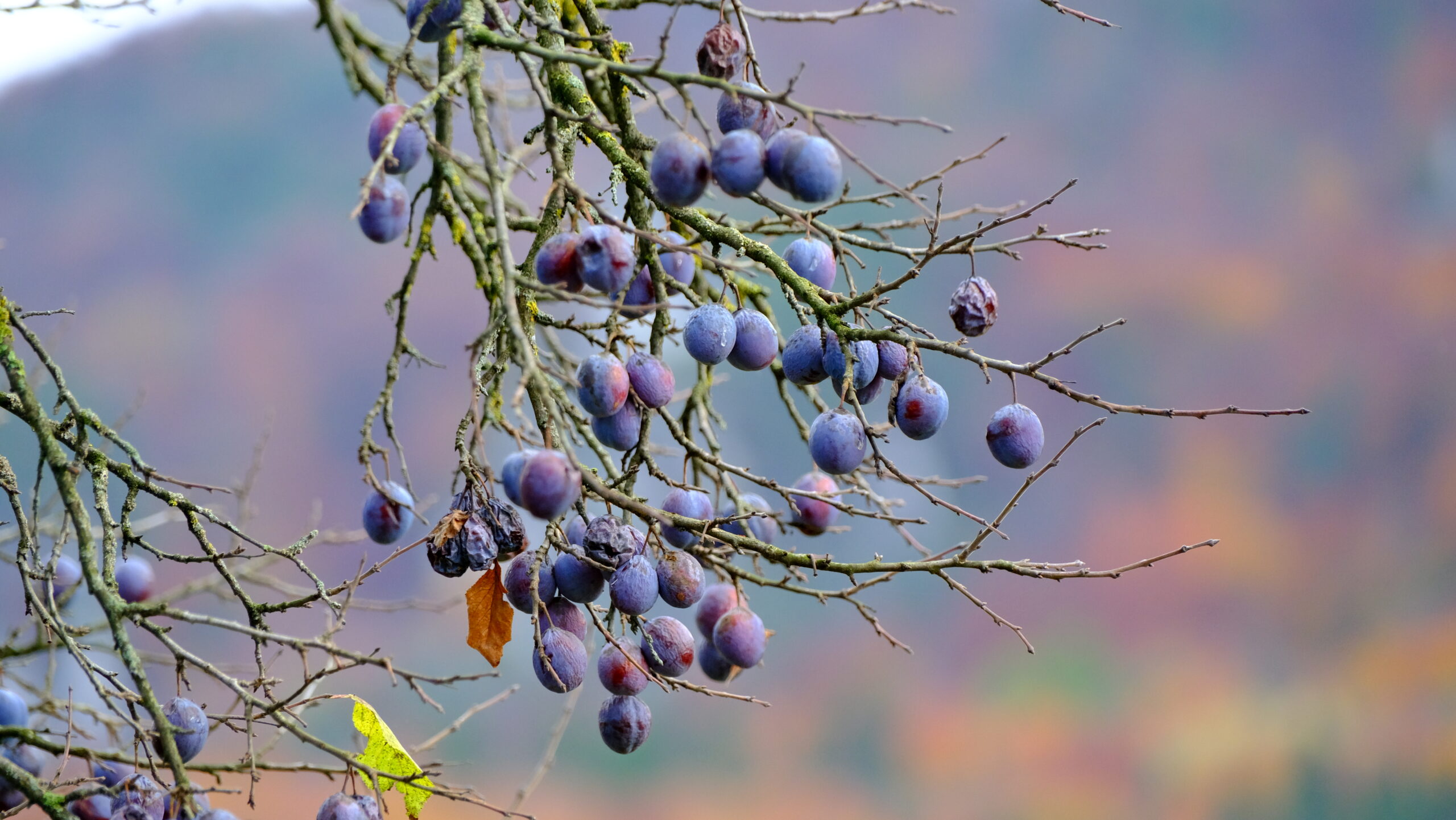 DSCF3913