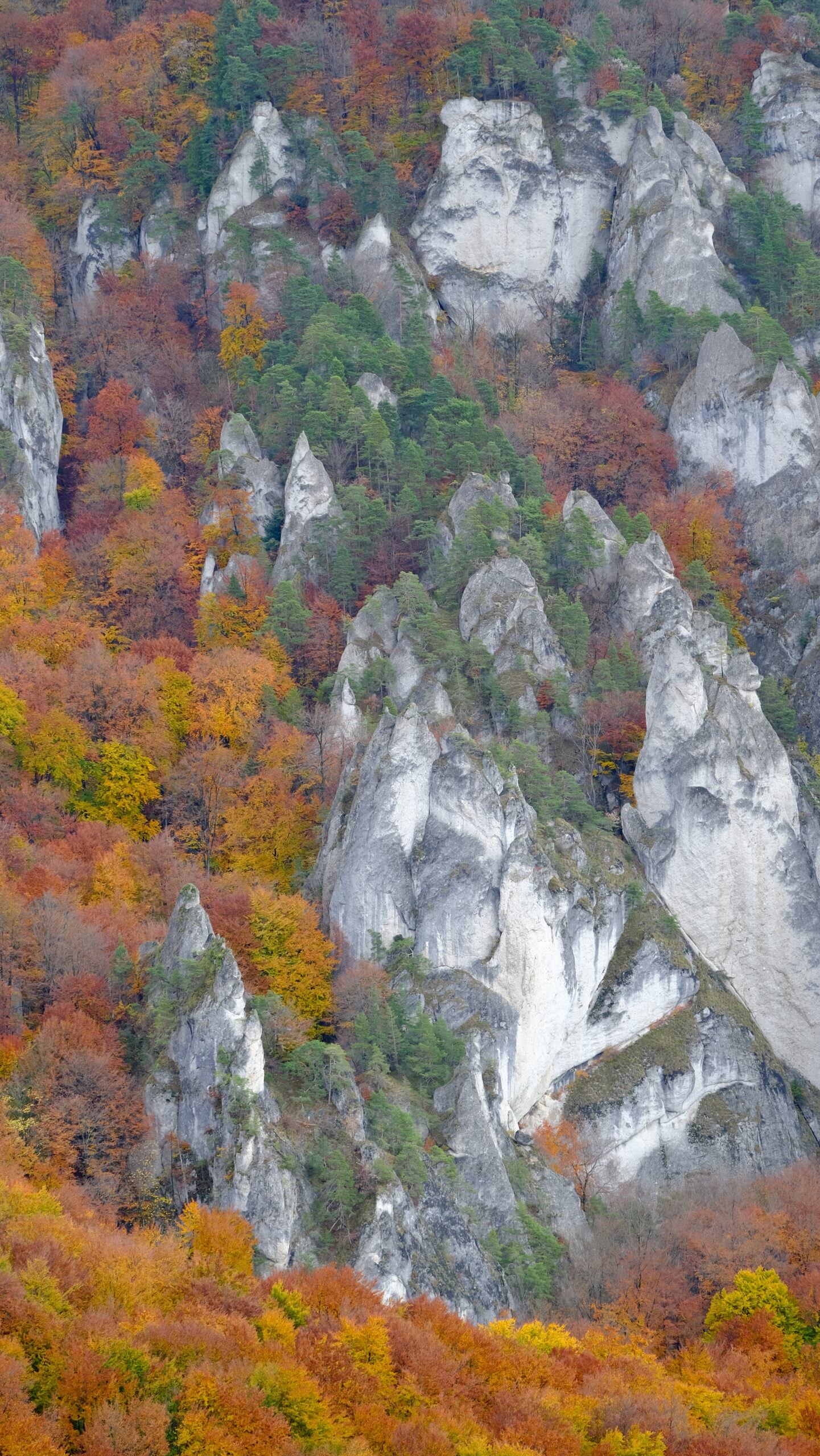 DSCF3985