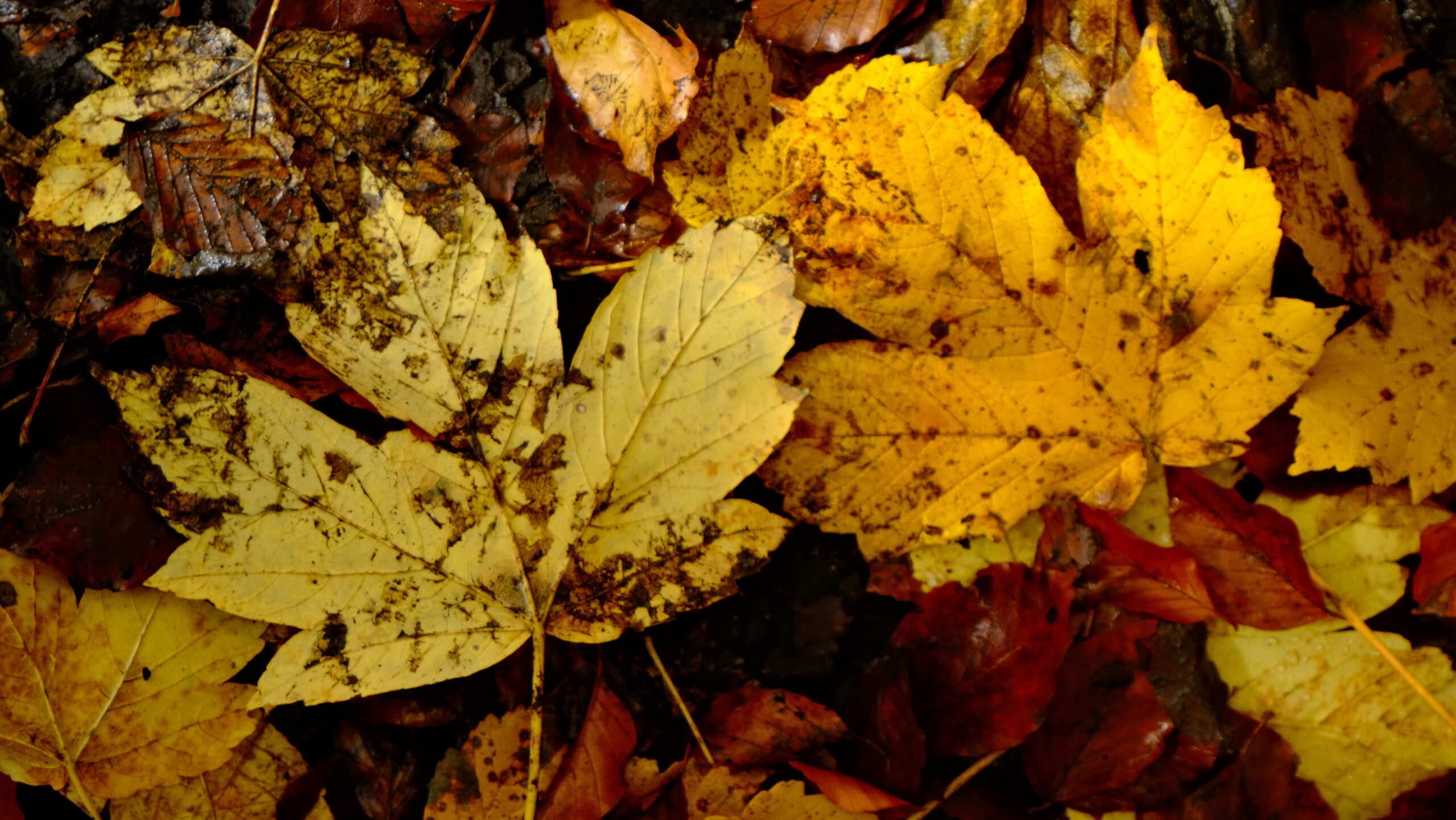 DSCF3995