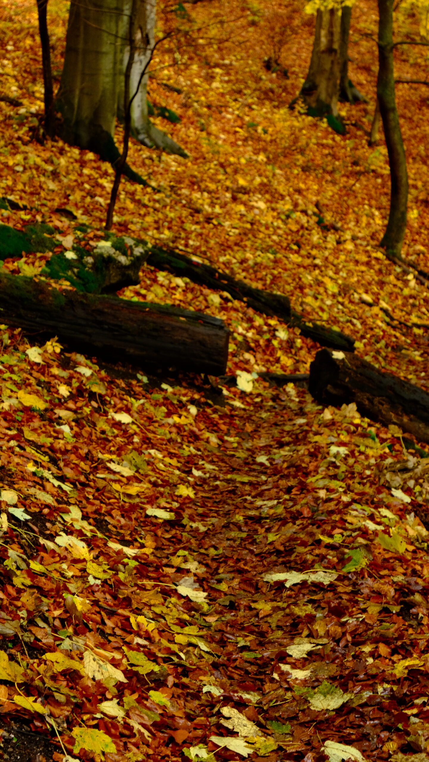 DSCF3996
