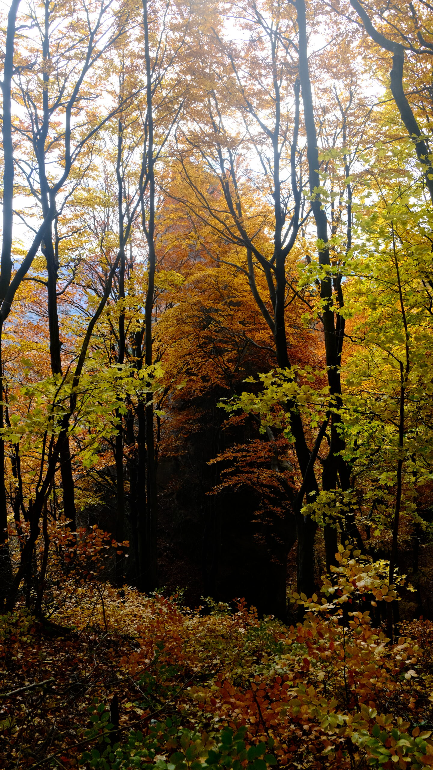 DSCF4002