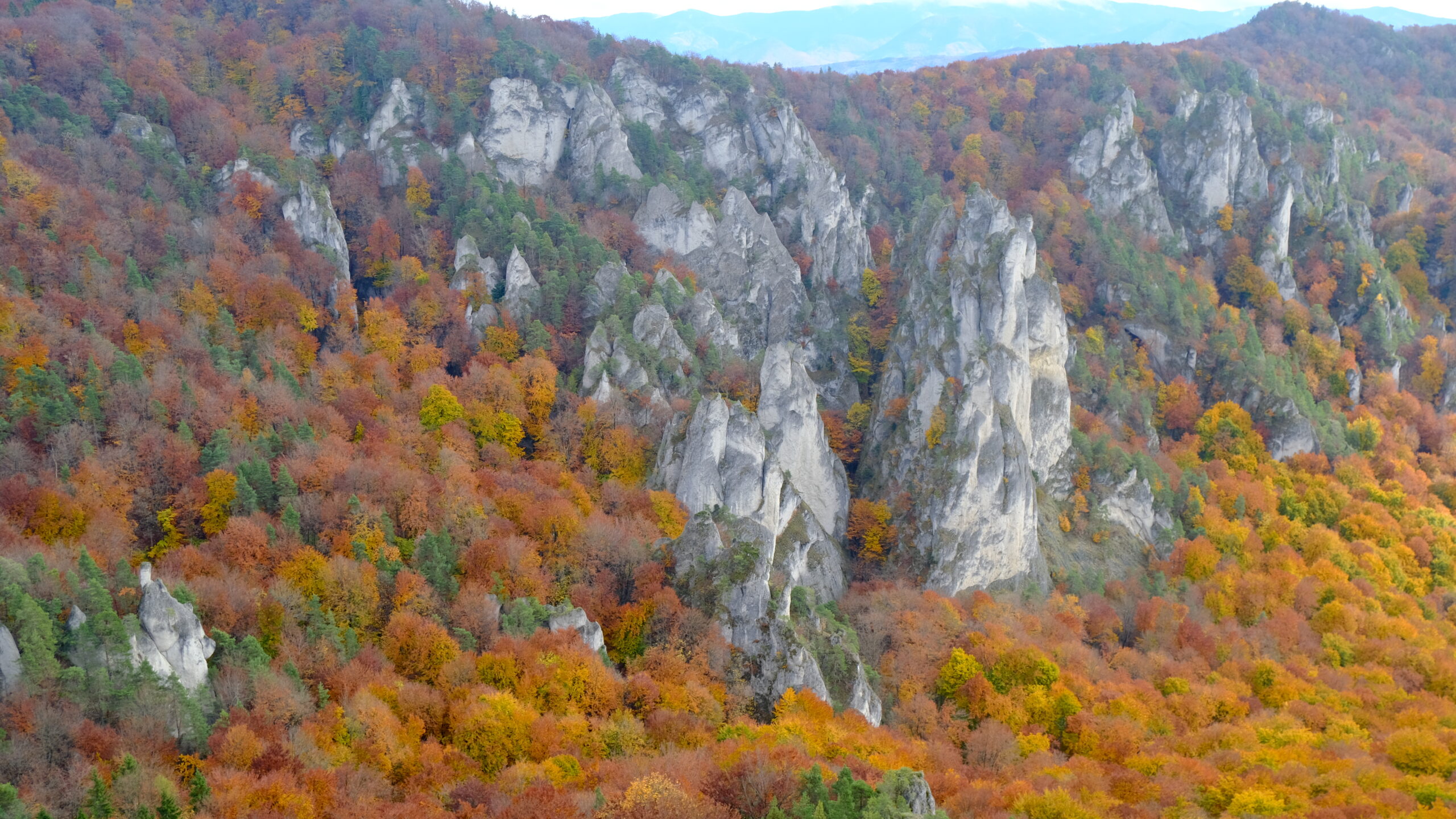 DSCF4006