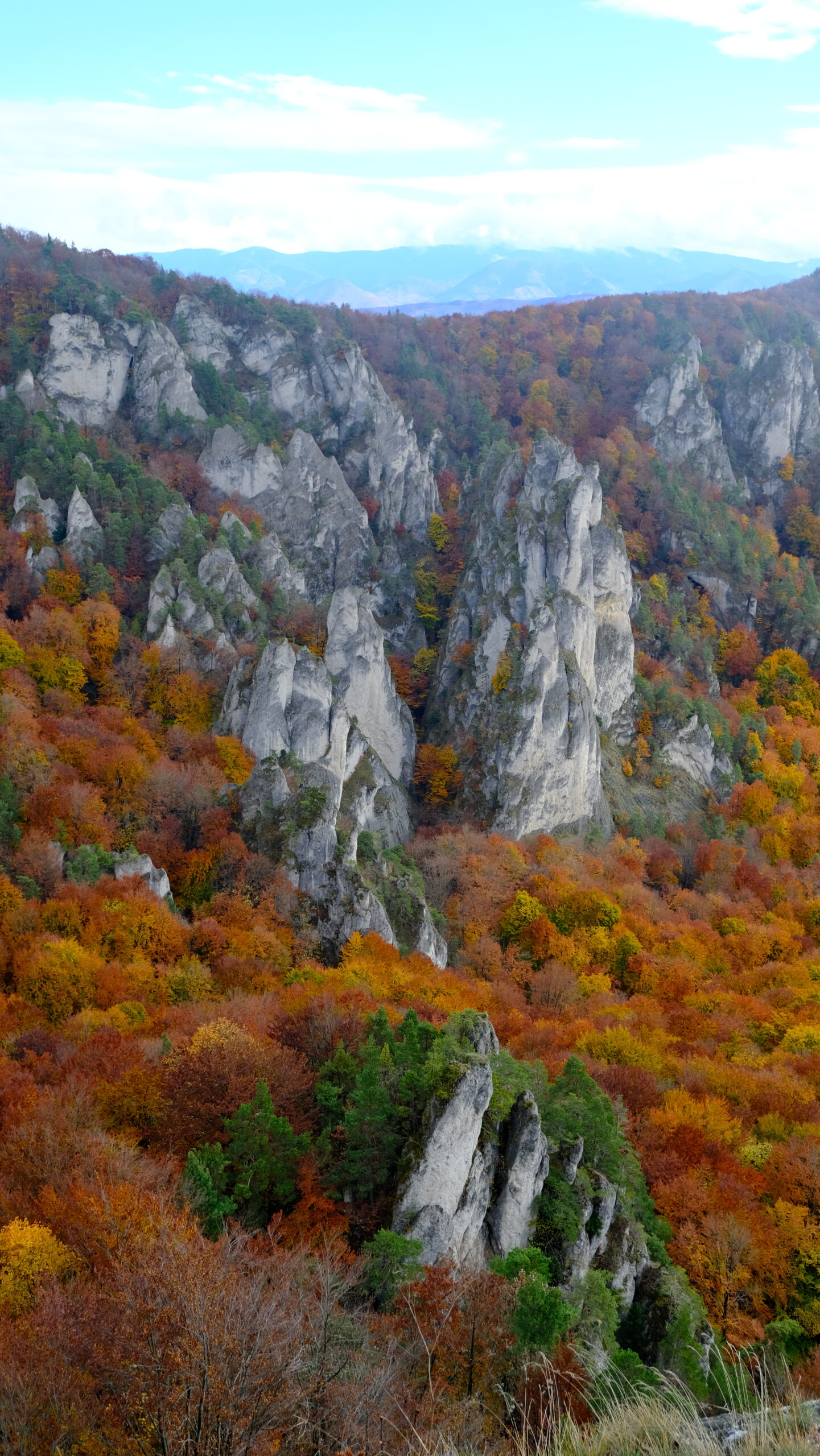 DSCF4007