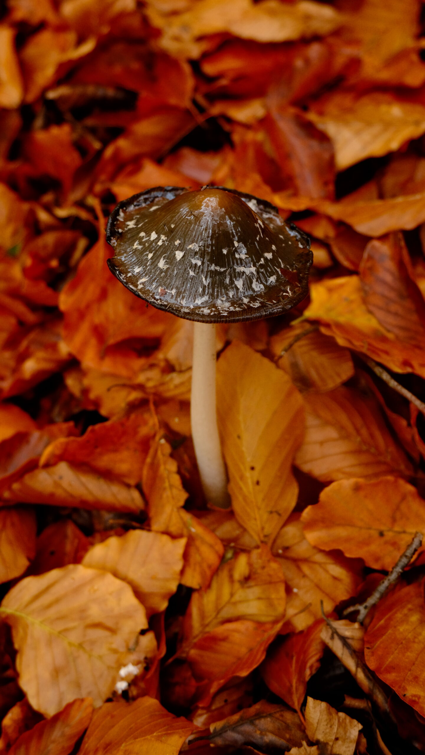 DSCF4029